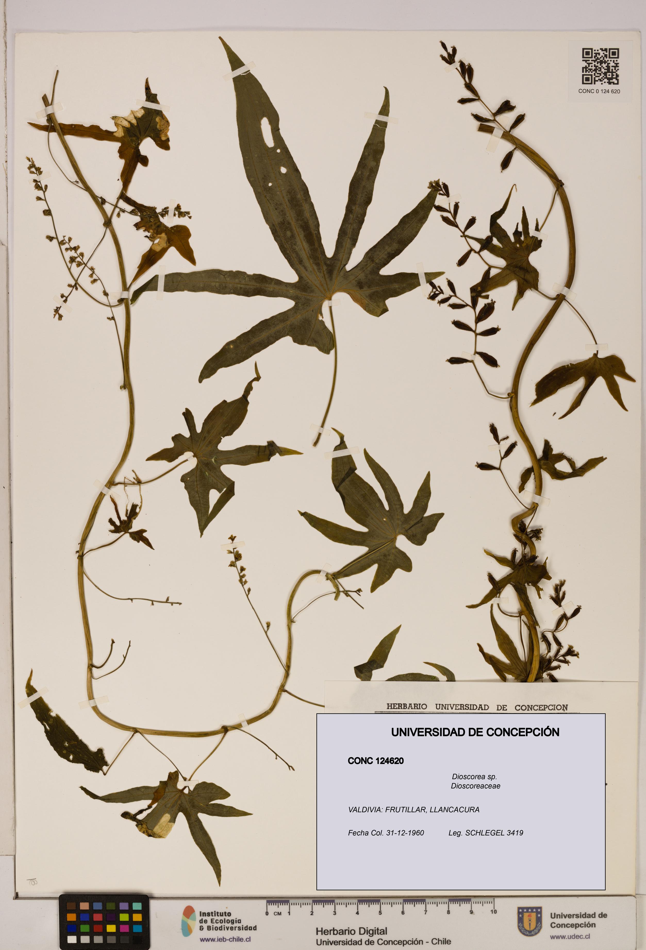 Dioscorea sp. [Espécimen: ]