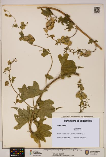 Dioscorea sp. [Espécimen: ]