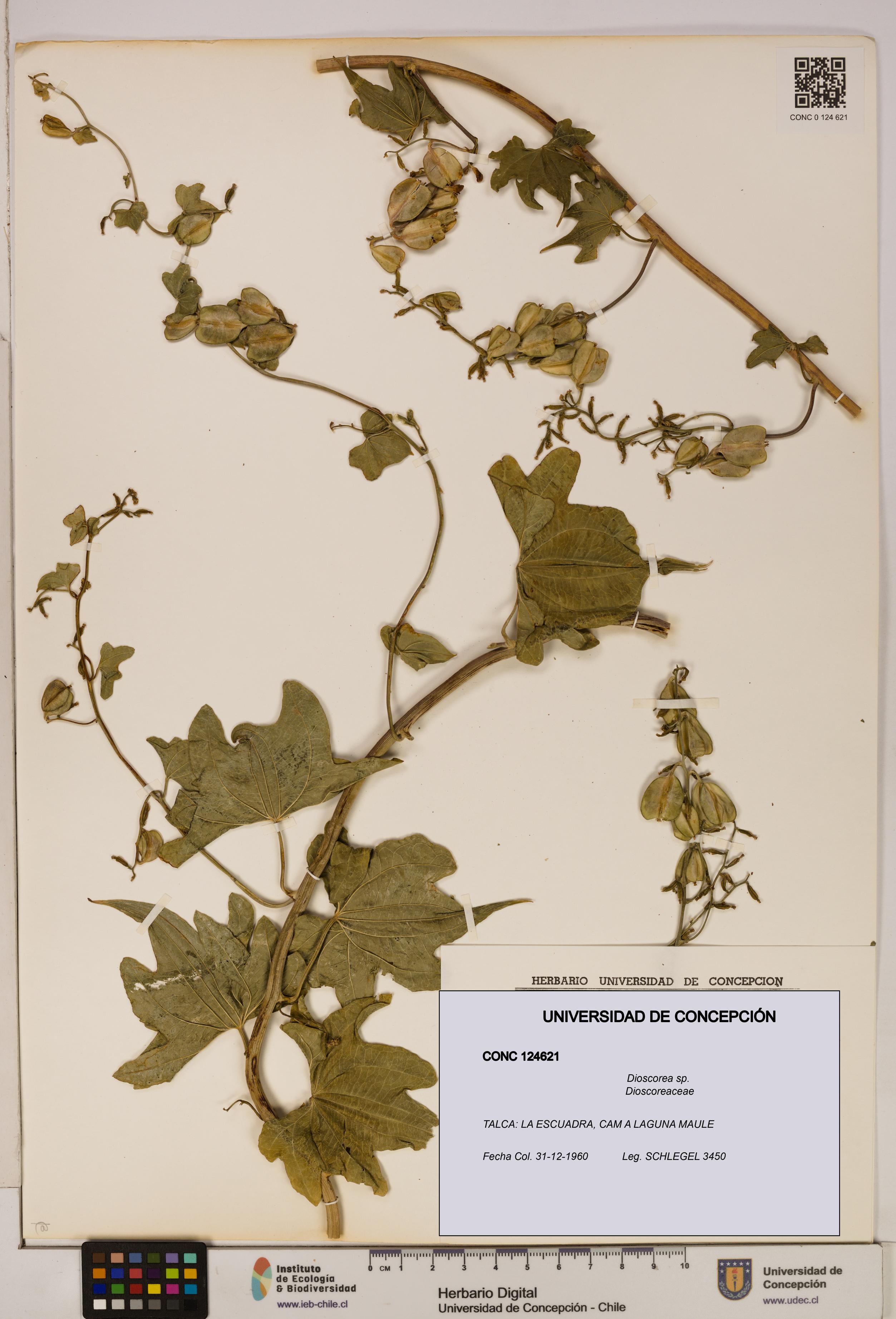 Dioscorea sp. [Espécimen: ]