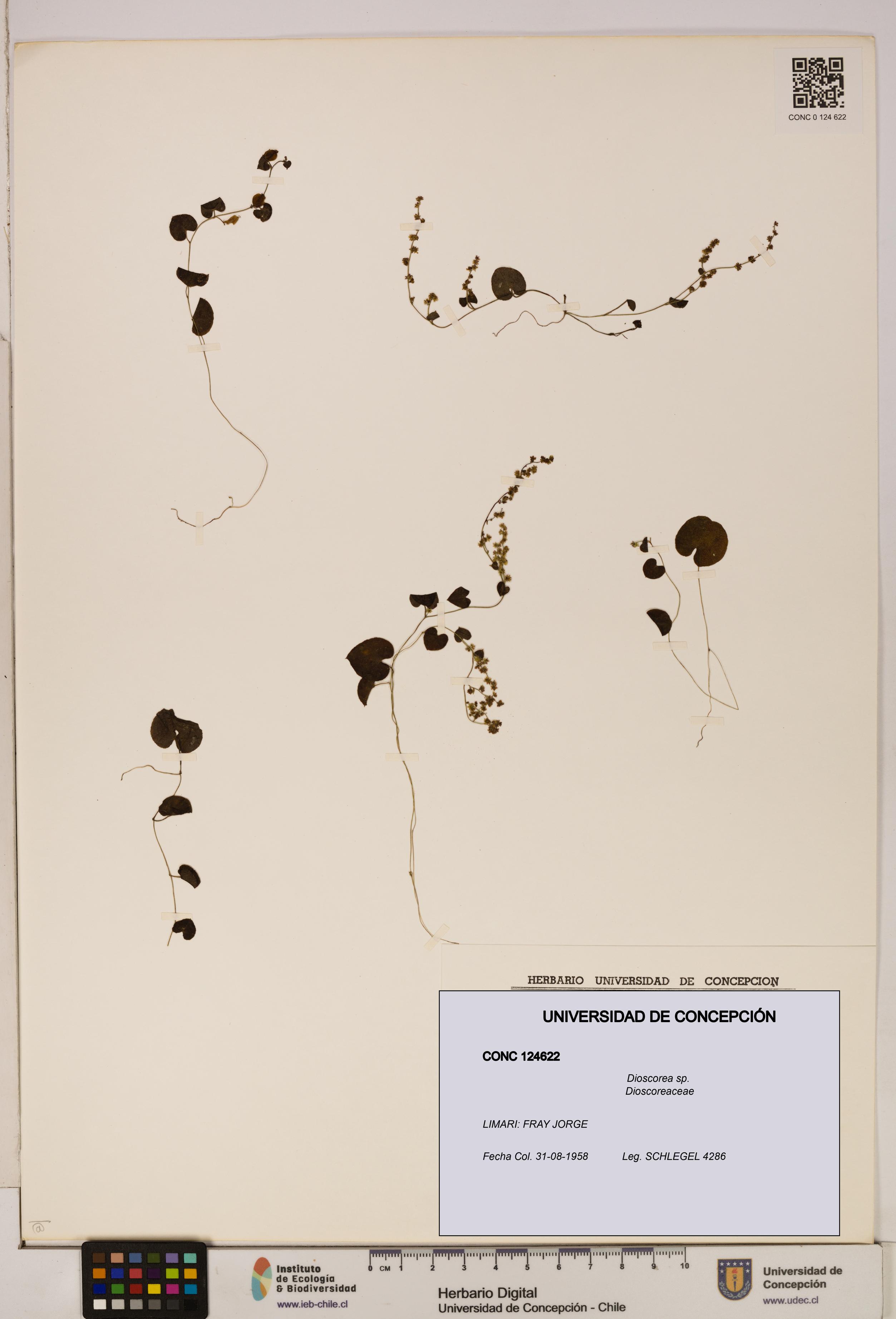 Dioscorea sp. [Espécimen: ]