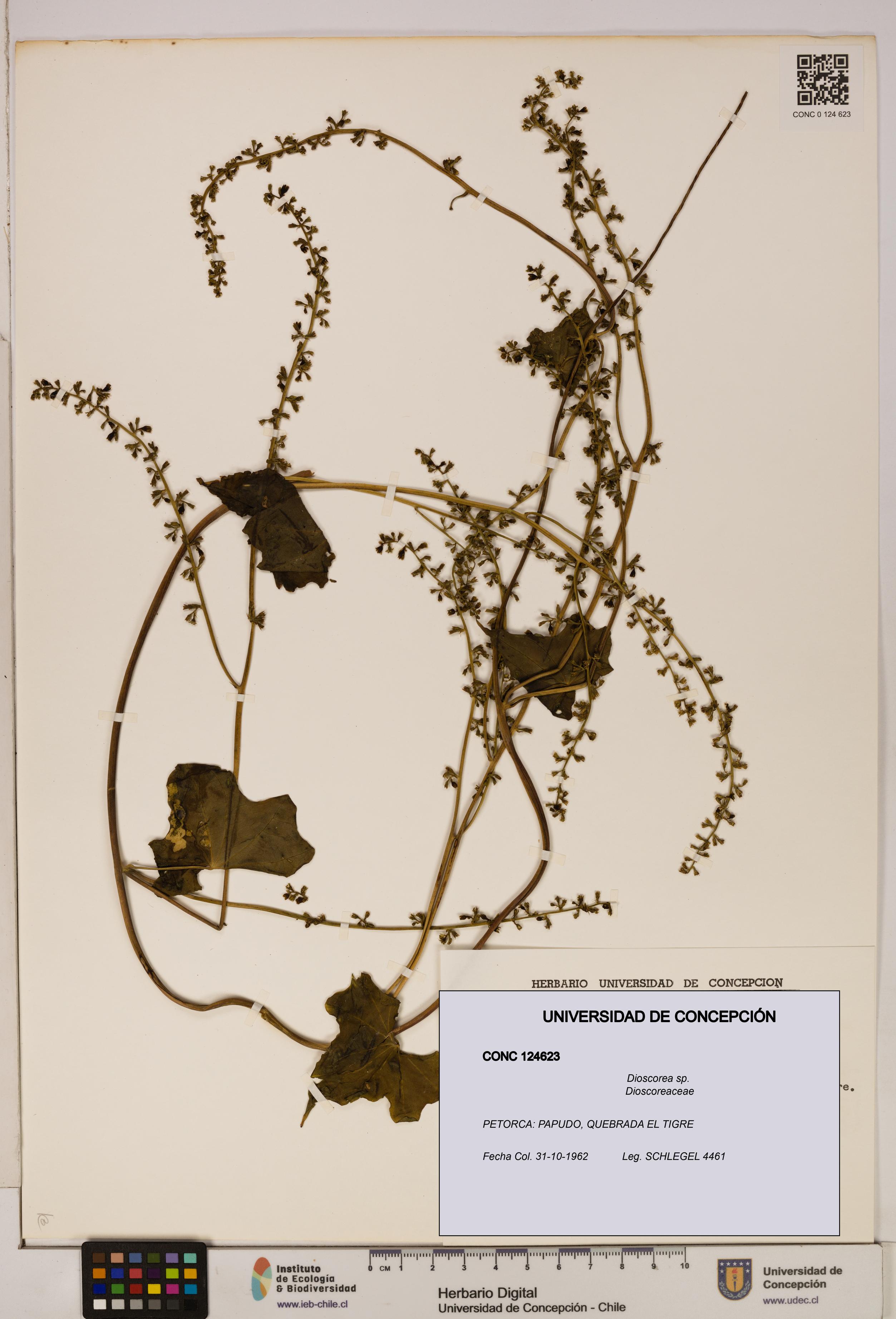 Dioscorea sp. [Espécimen: ]
