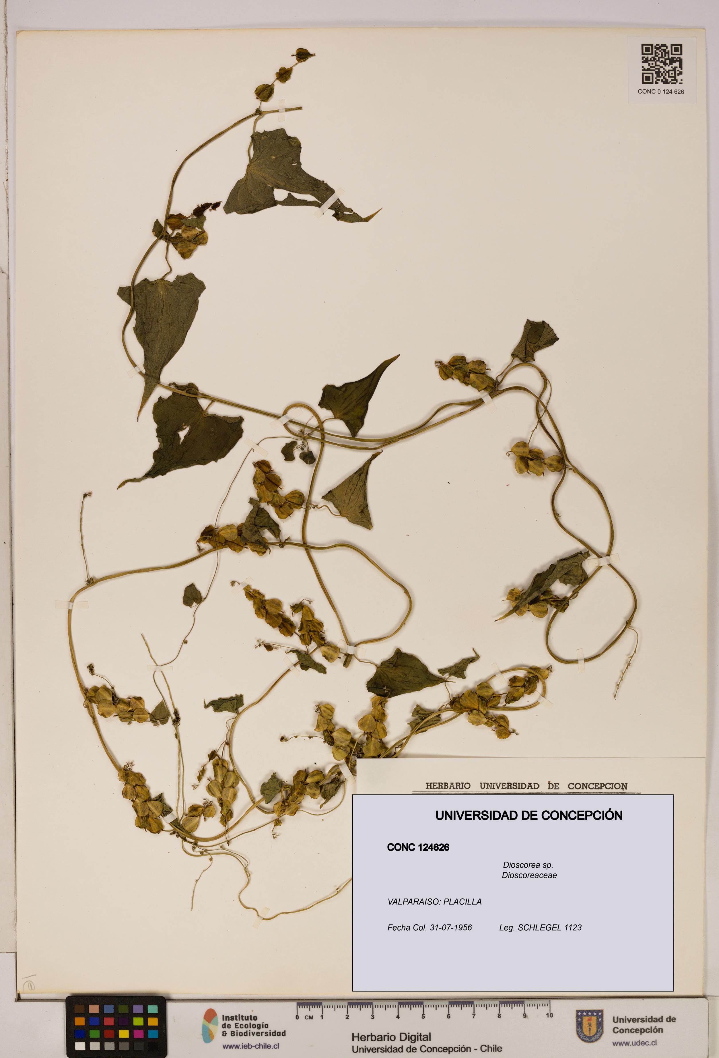 Dioscorea sp. [Espécimen: ]