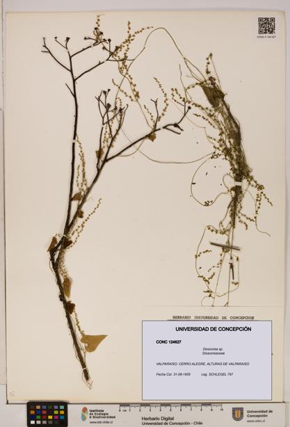 Dioscorea sp. [Espécimen: ]