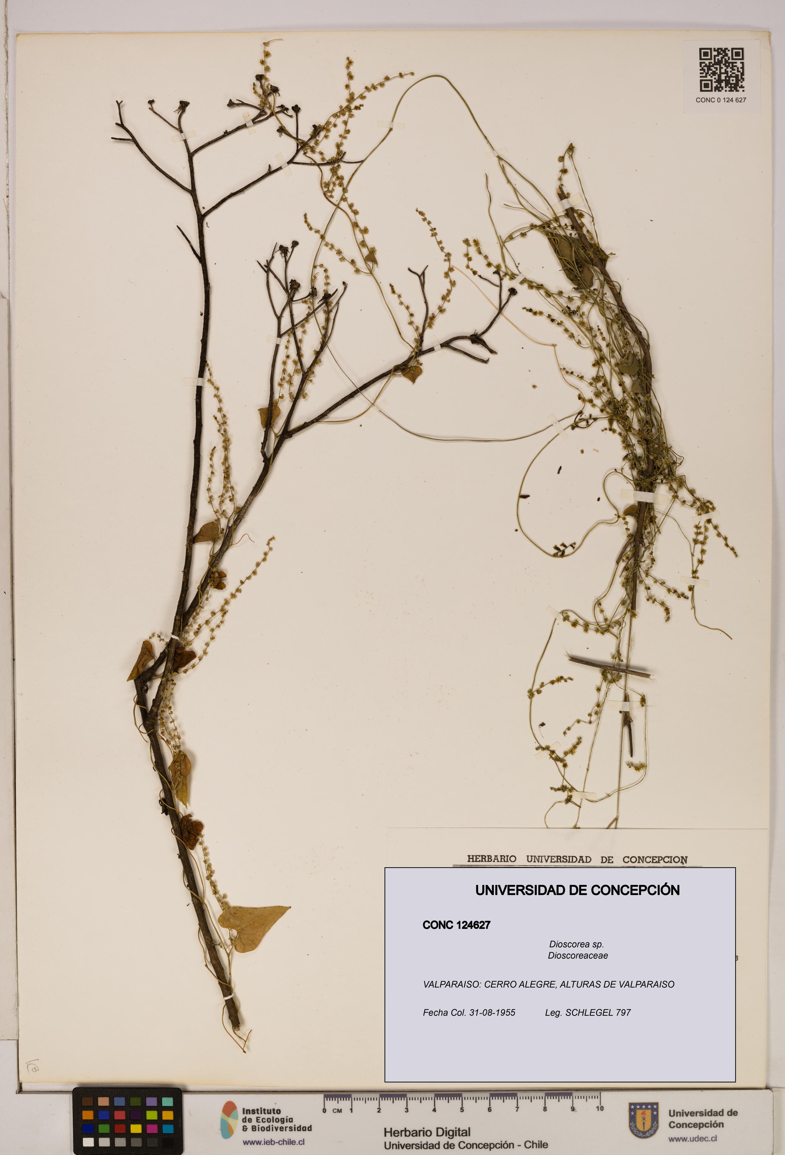 Dioscorea sp. [Espécimen: ]