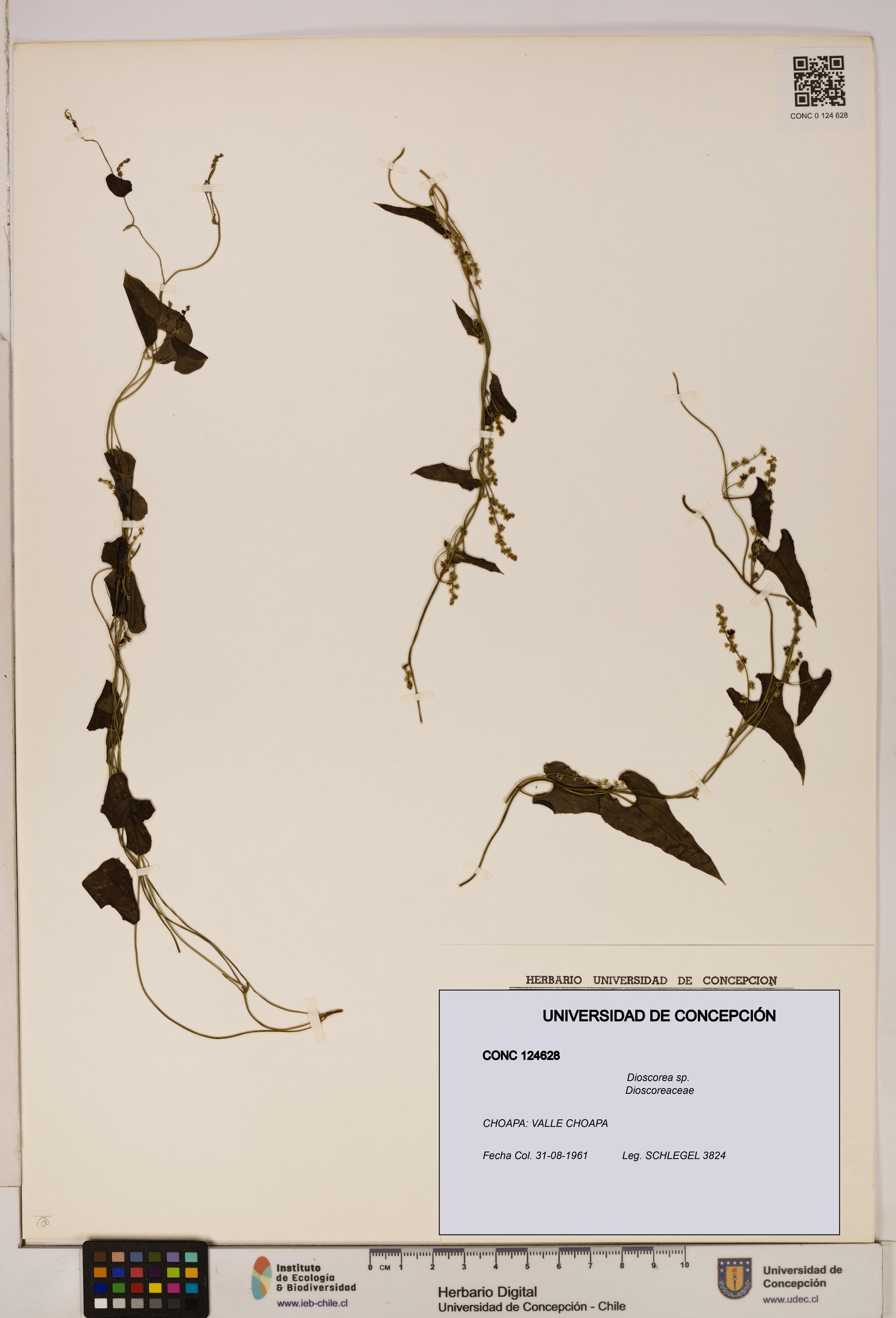 Dioscorea sp. [Espécimen: ]