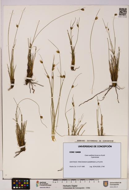 Carex setifolia [Espécimen: UDEC:CONC:0124629]