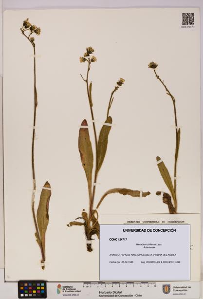 Hieracium chilense [Espécimen: UDEC:CONC:0124717]