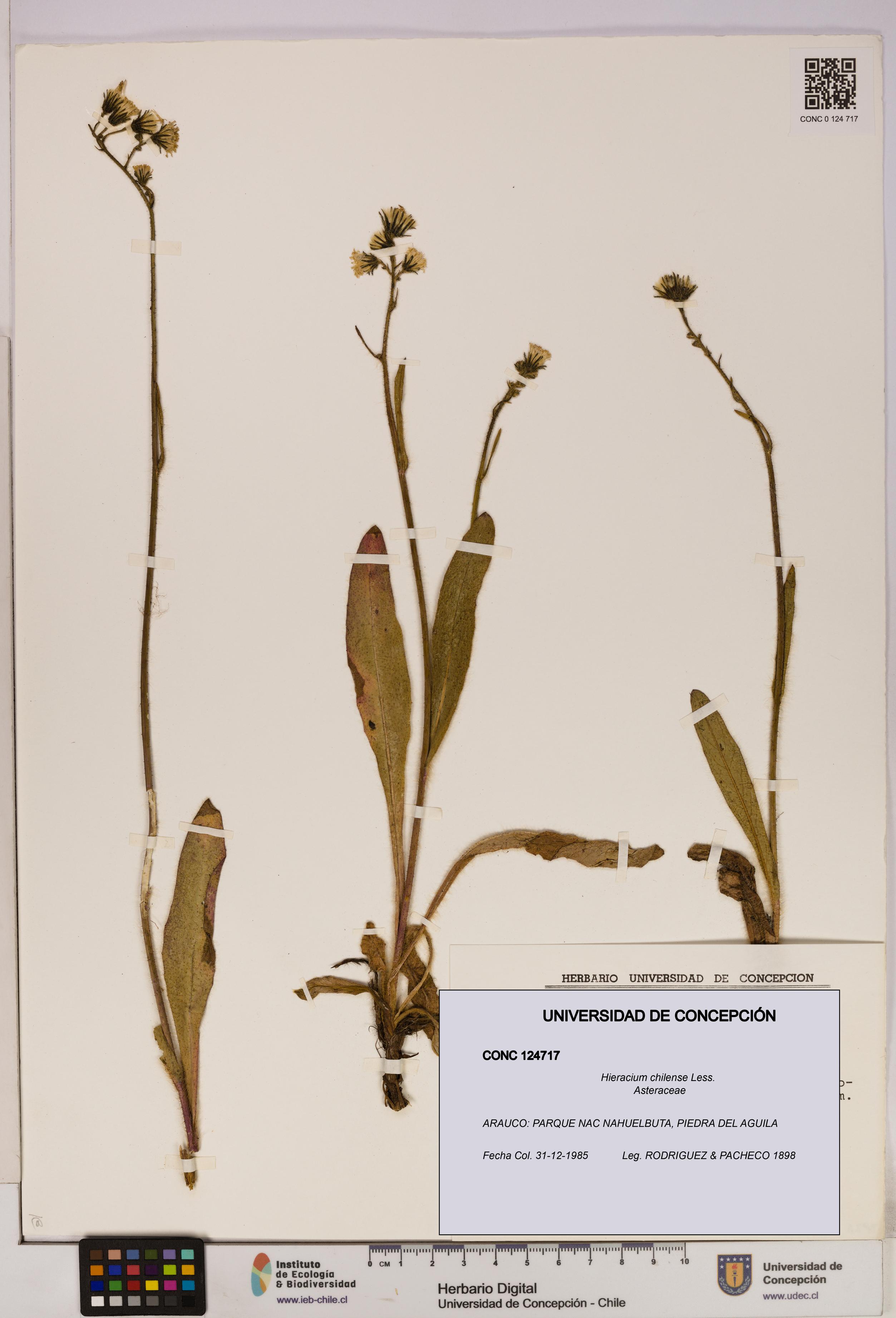 Hieracium chilense [Espécimen: UDEC:CONC:0124717]