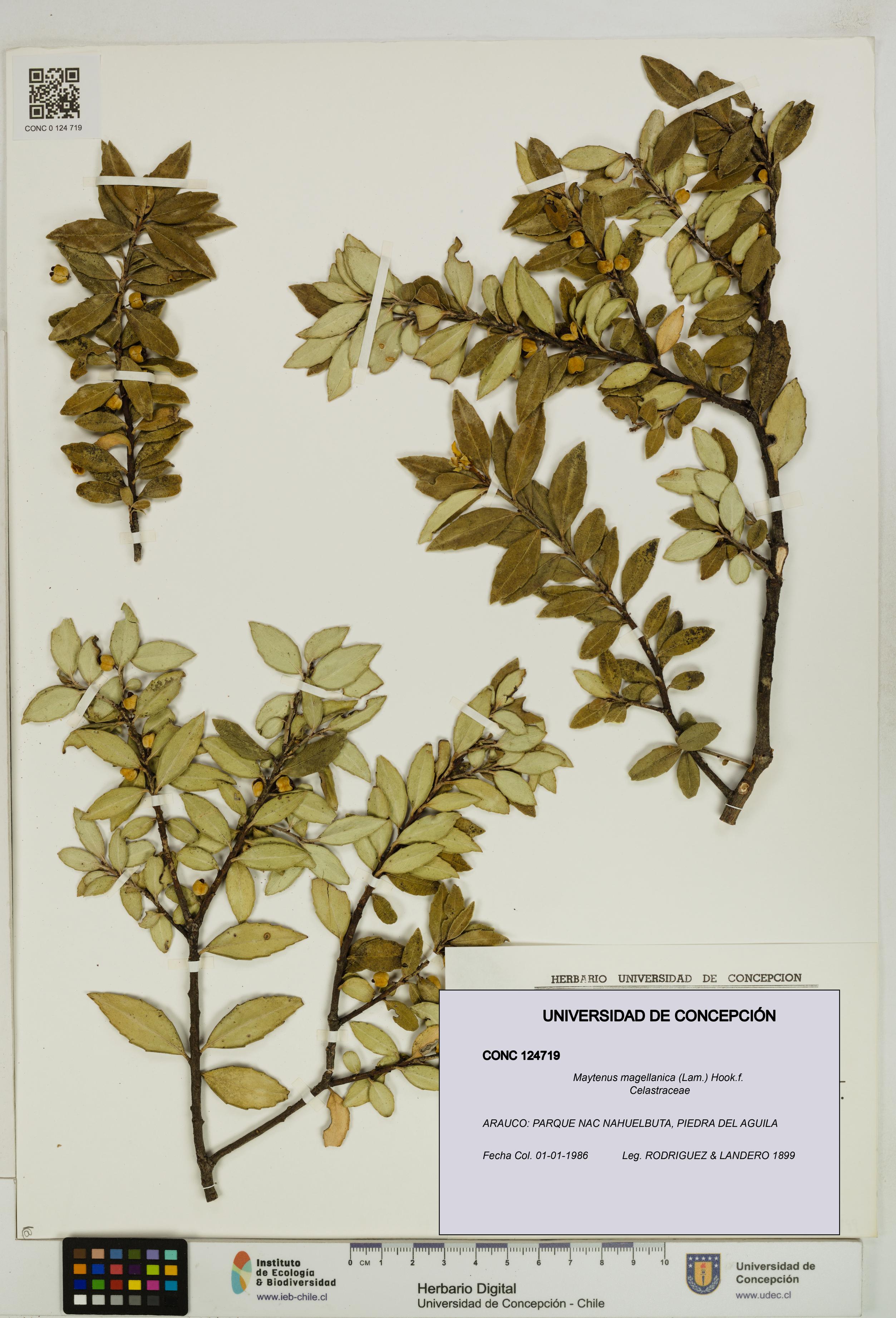 Maytenus magellanica [Espécimen: UDEC:CONC:0124719]
