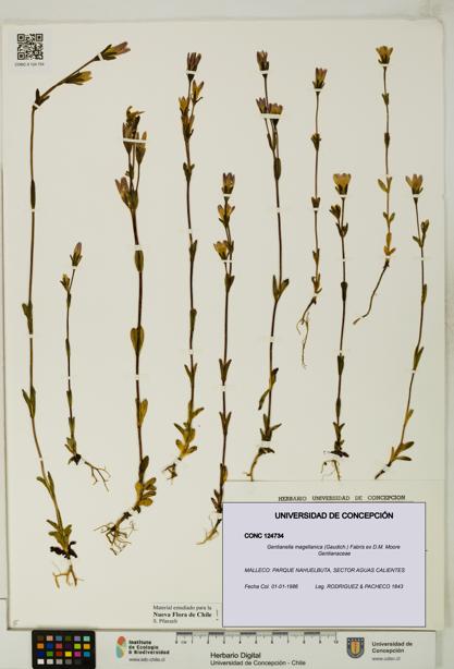 Gentianella magellanica [Espécimen: UDEC:CONC:0124734]