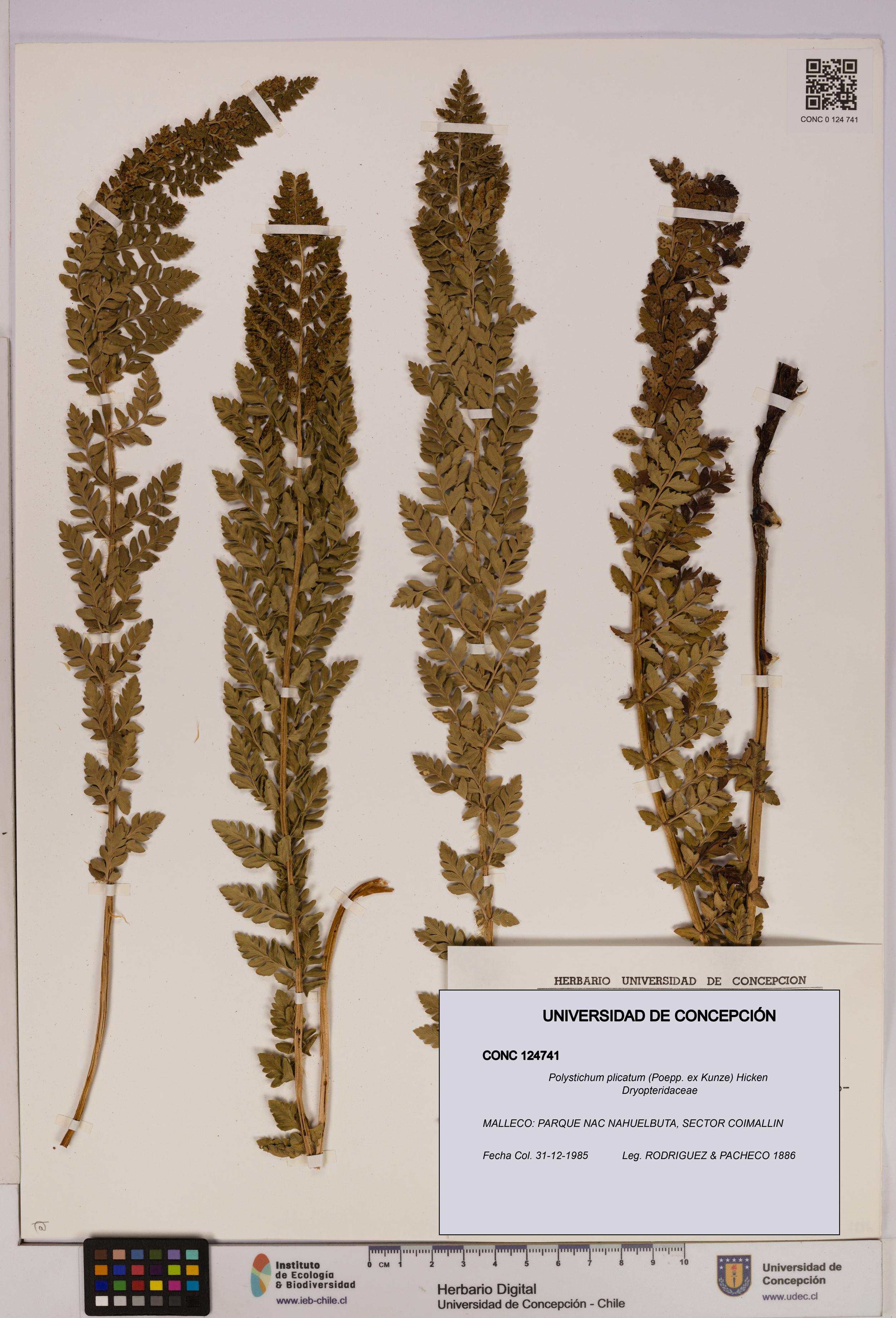Polystichum plicatum [Espécimen: UDEC:CONC:0124741]