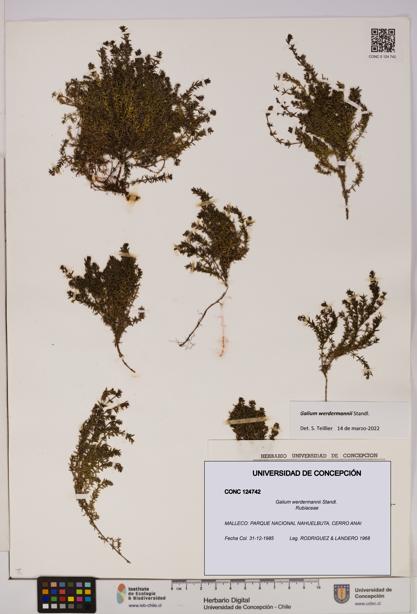 Galium werdermannii [Espécimen: UDEC:CONC:0124742]