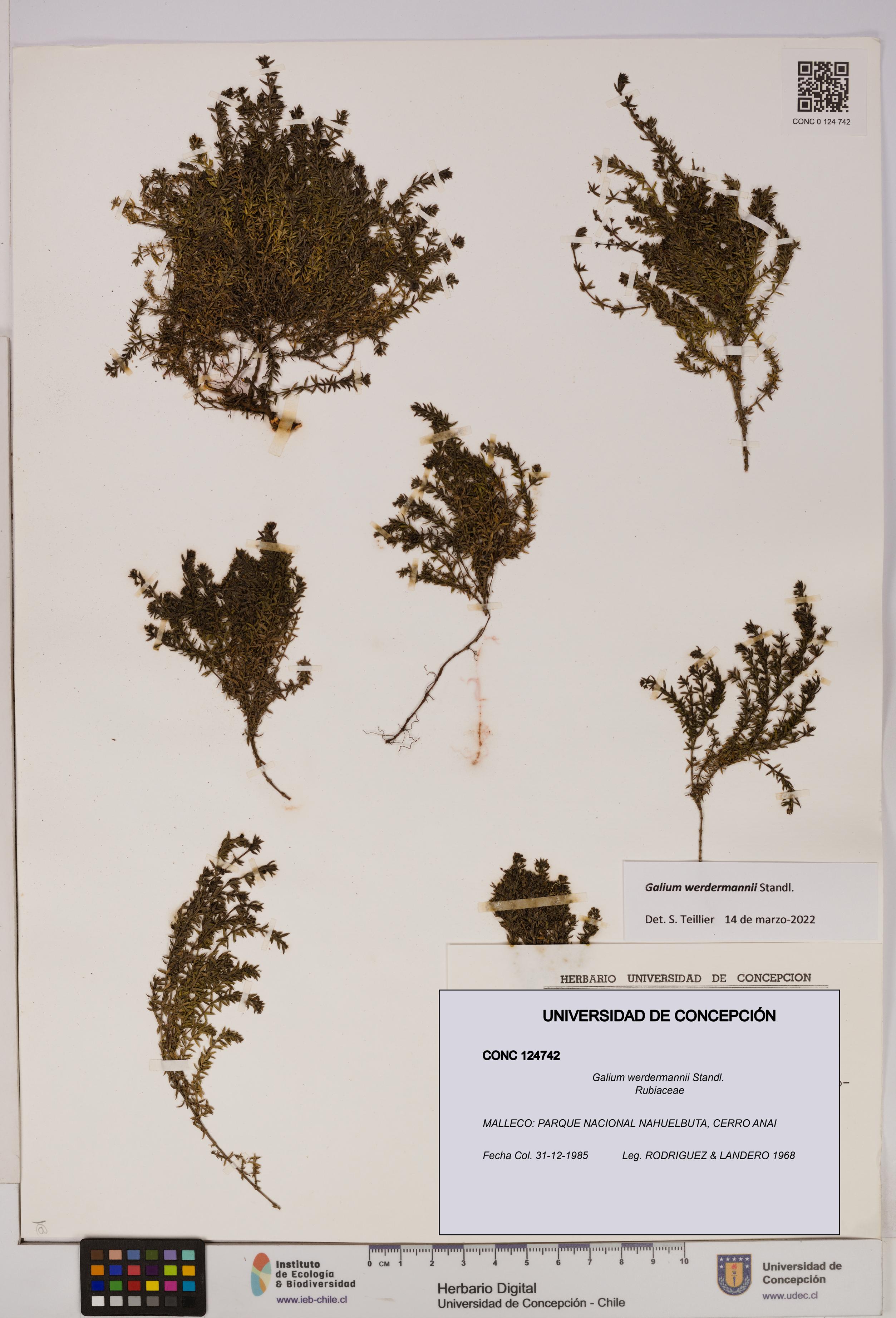 Galium werdermannii [Espécimen: UDEC:CONC:0124742]