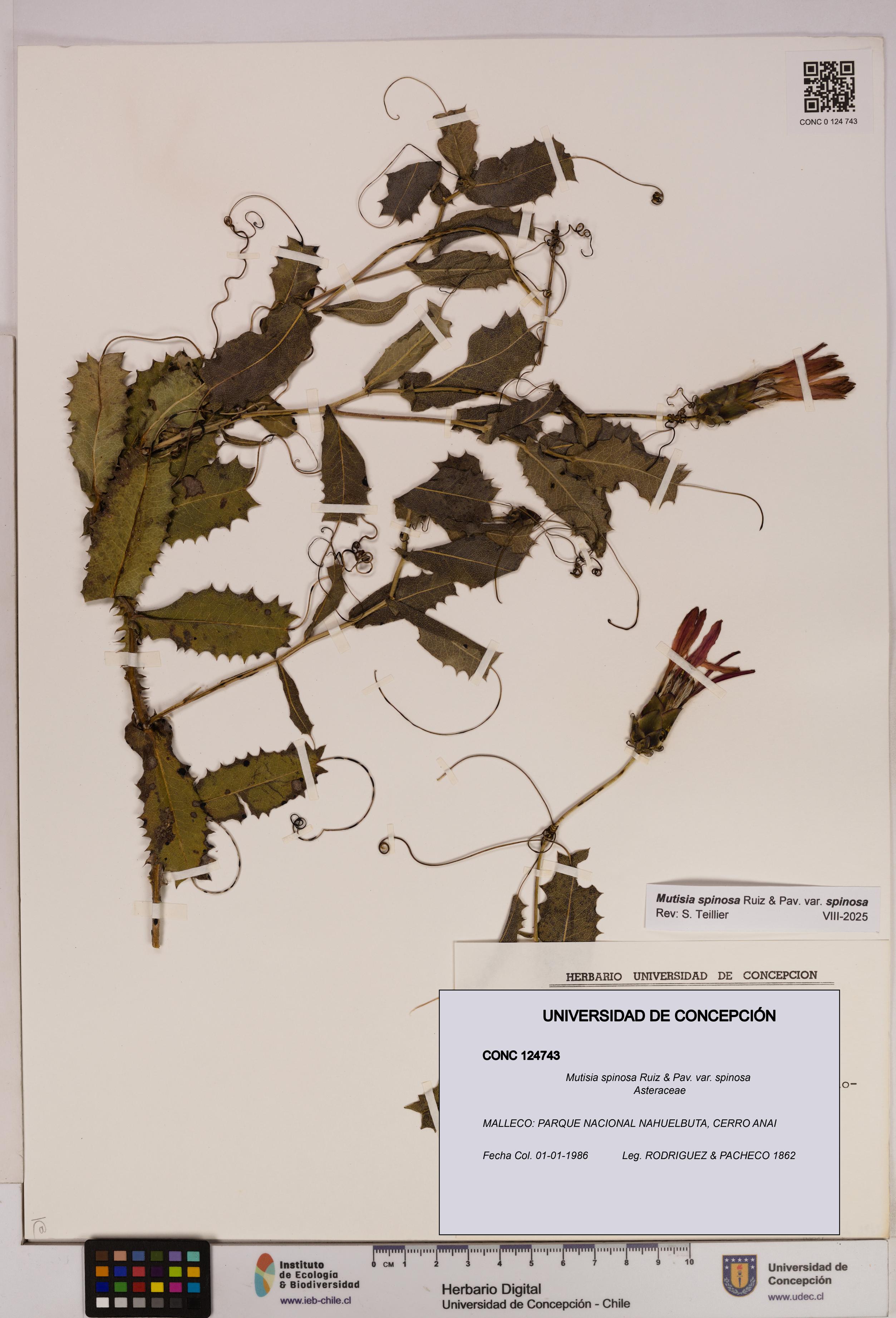 Mutisia spinosa var. spinosa [Espécimen: UDEC:CONC:0124743]