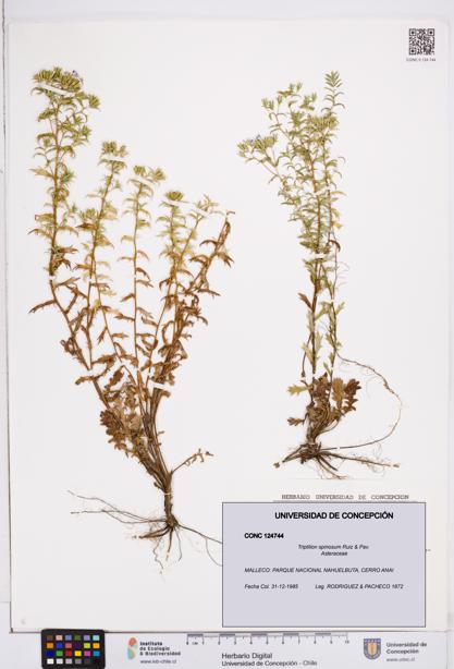 Triptilion spinosum [Espécimen: ]