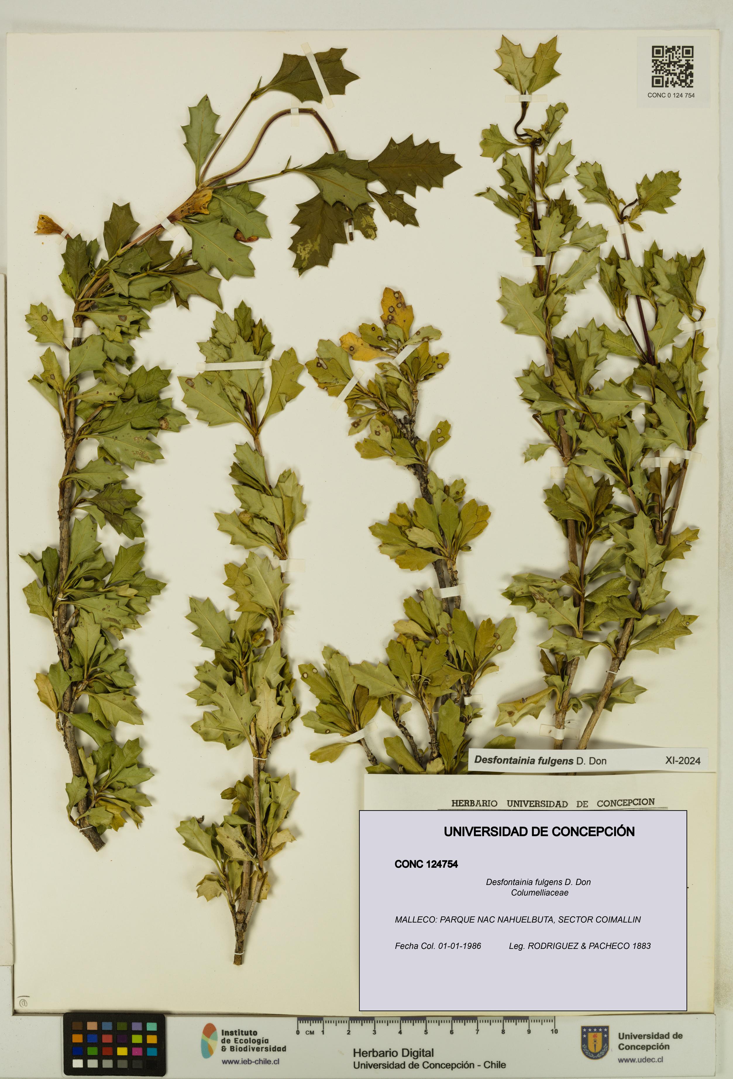 Desfontainia fulgens [Espécimen: UDEC:CONC:0124754]