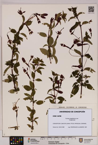 Fuchsia magellanica [Espécimen: UDEC:CONC:0124780]