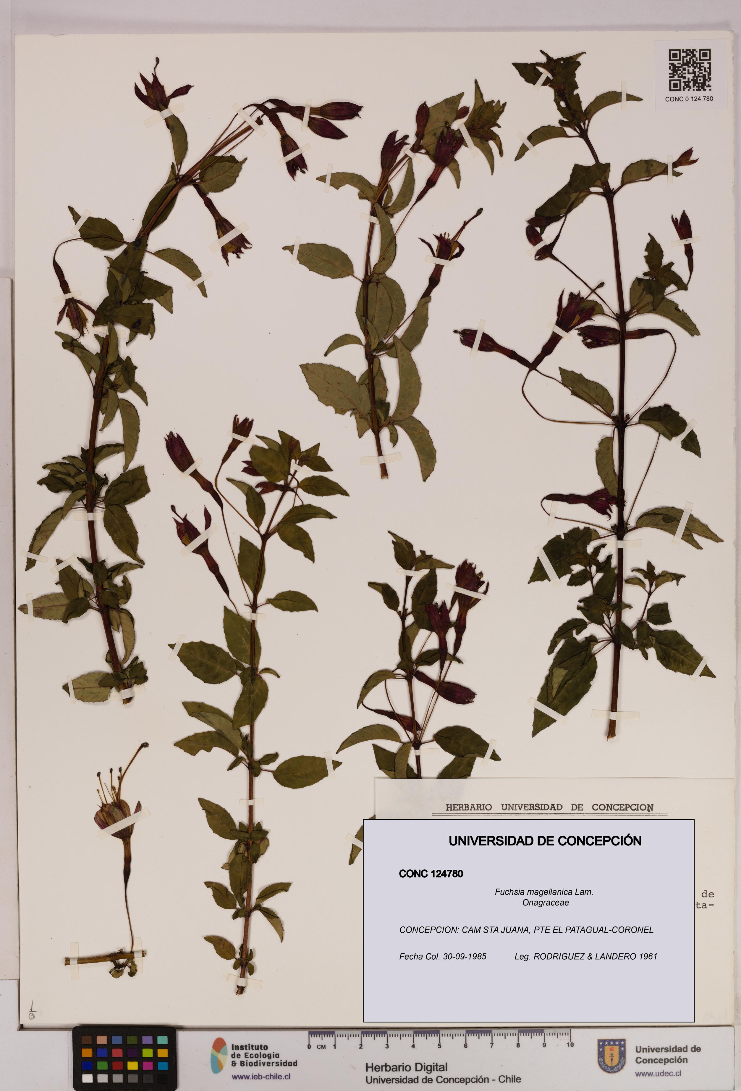 Fuchsia magellanica [Espécimen: UDEC:CONC:0124780]