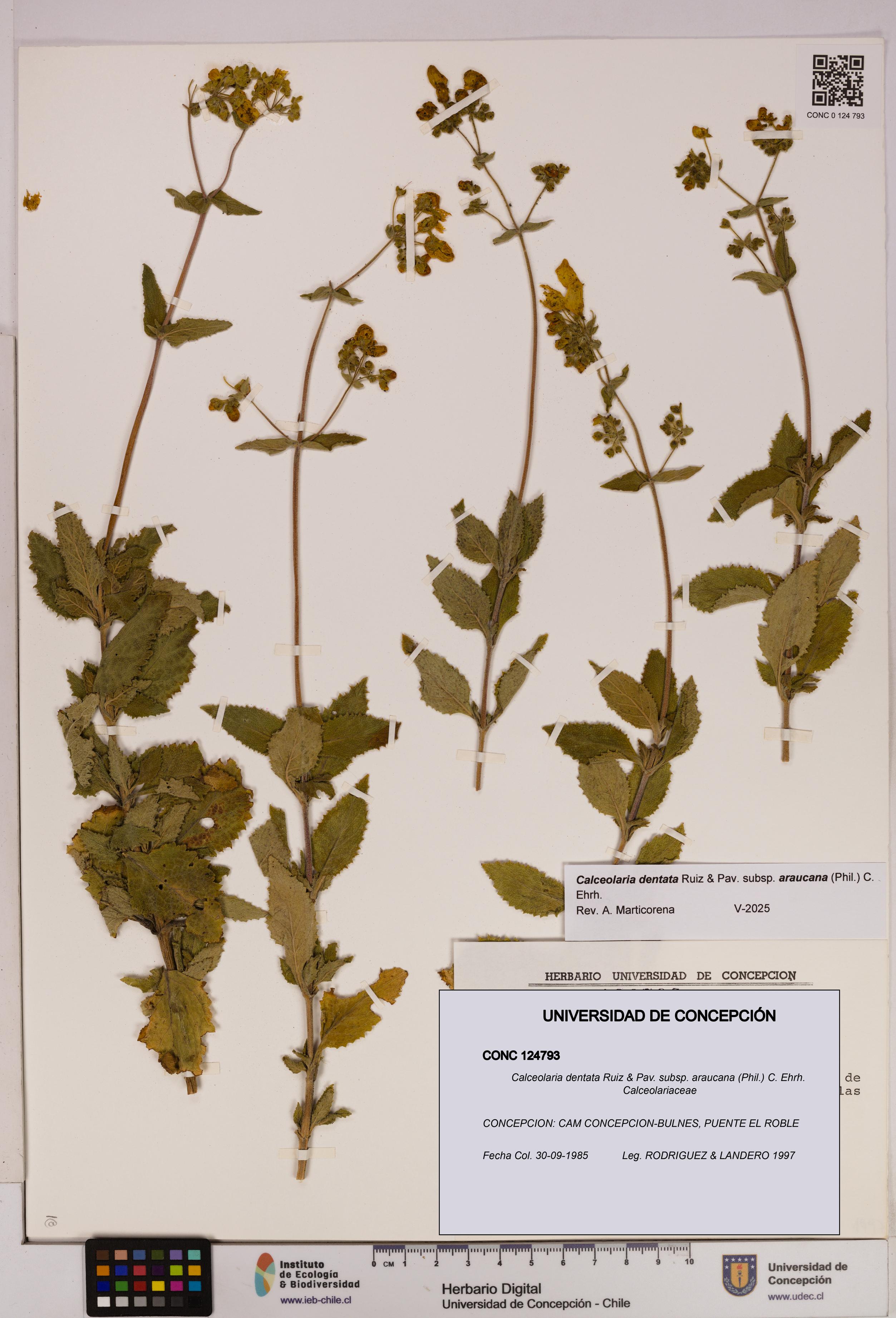 Calceolaria dentata subsp. araucana [Espécimen: UDEC:CONC:0124793]