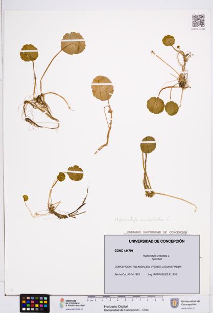 Hydrocotyle umbellata [Espécimen: ]