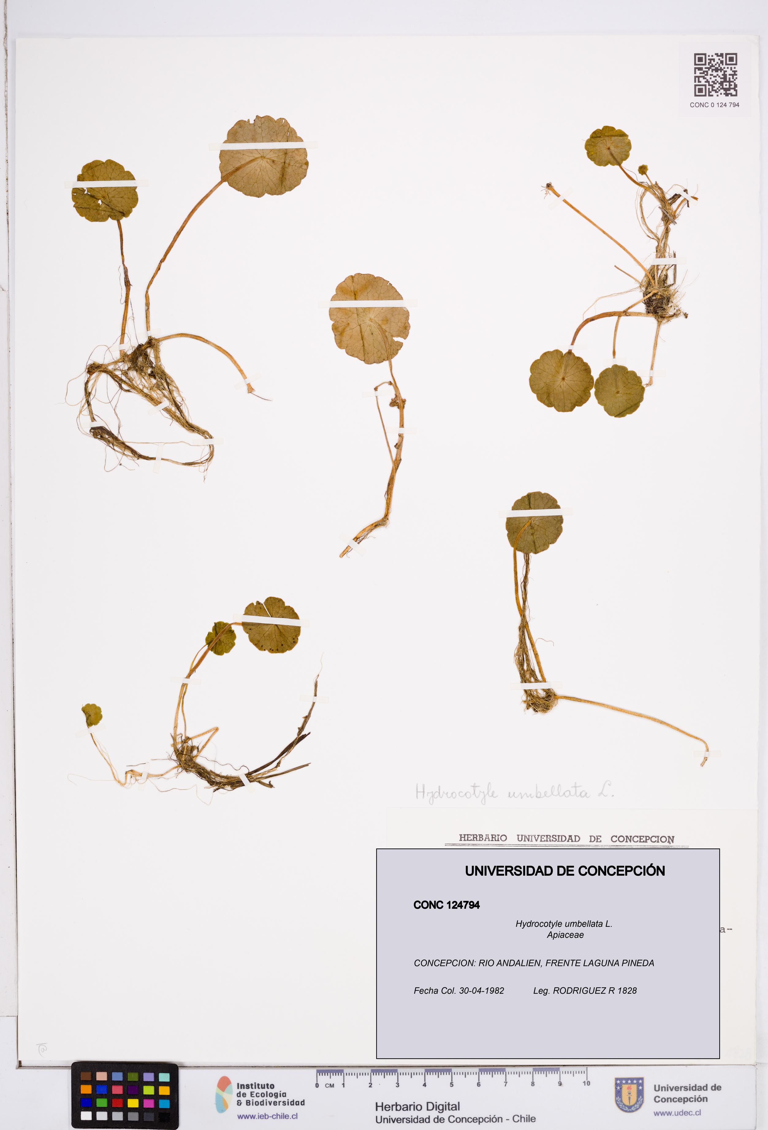 Hydrocotyle umbellata [Espécimen: ]