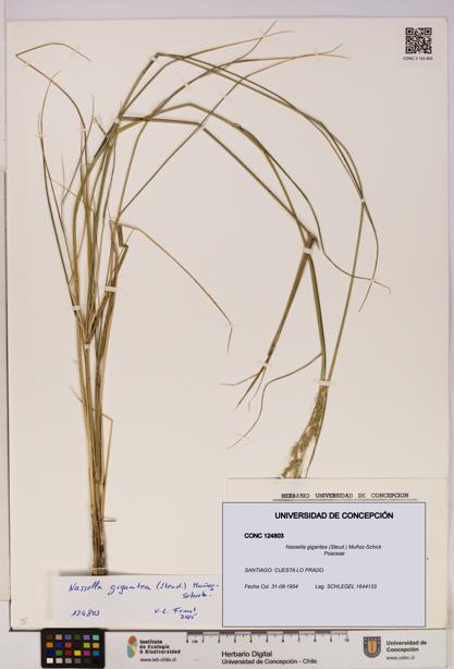 Nassella gigantea [Espécimen: UDEC:CONC:0124803]