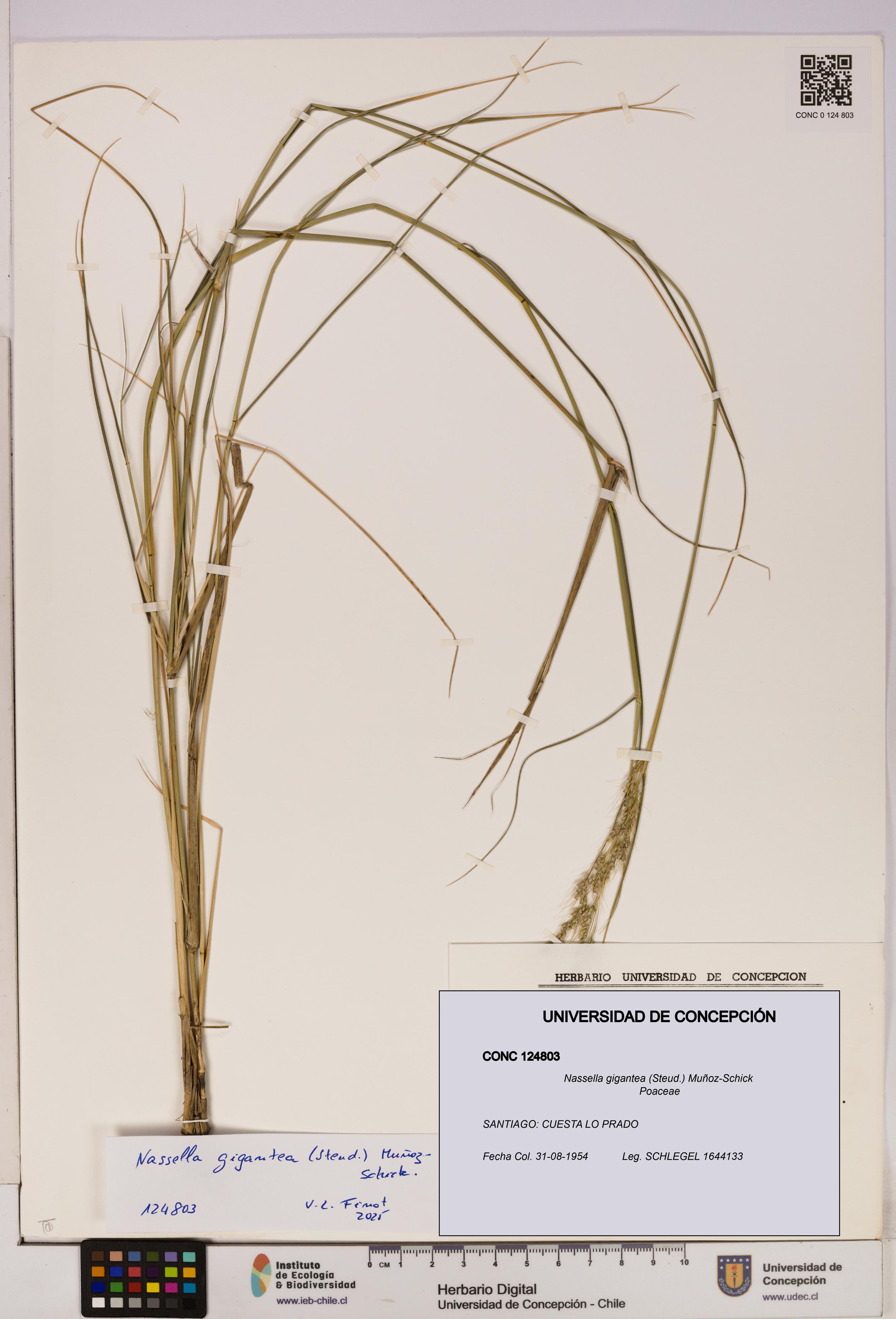 Nassella gigantea [Espécimen: UDEC:CONC:0124803]