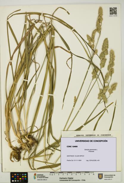 Dactylis glomerata [Espécimen: UDEC:CONC:0124805]