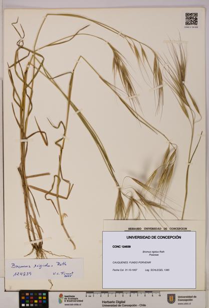 Bromus rigidus [Espécimen: UDEC:CONC:0124839]