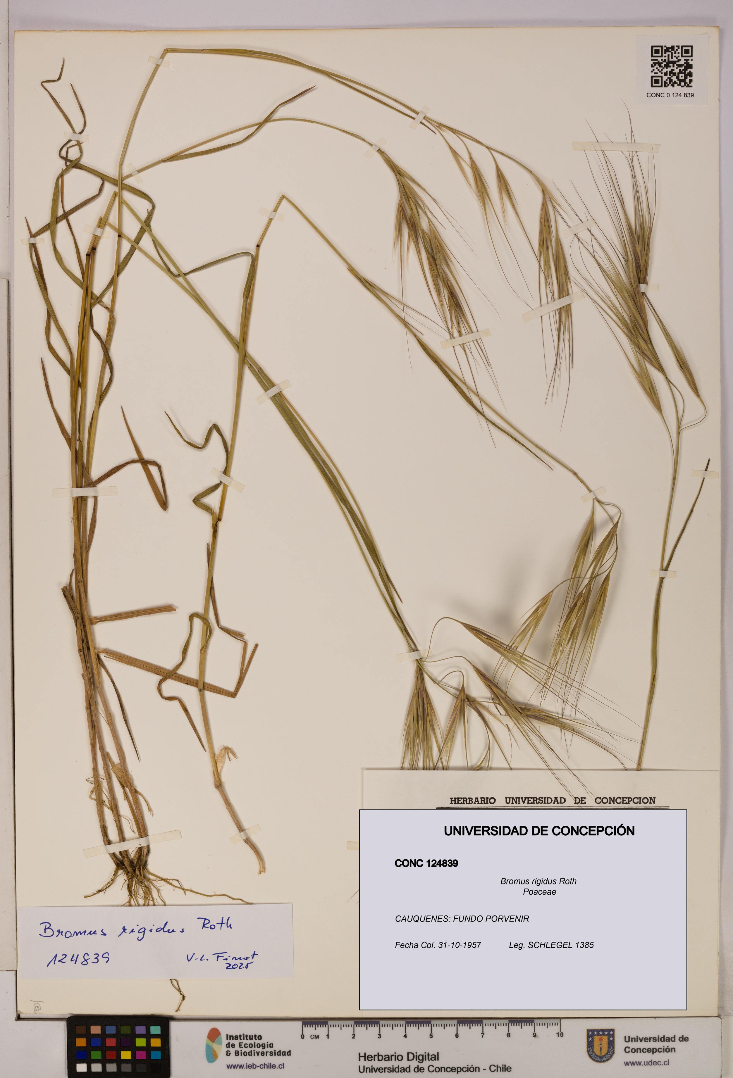 Bromus rigidus [Espécimen: UDEC:CONC:0124839]