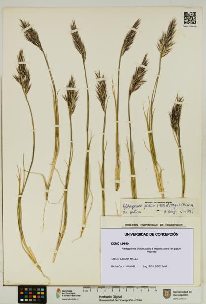 Rytidosperma pictum var. pictum [Espécimen: UDEC:CONC:0124840]