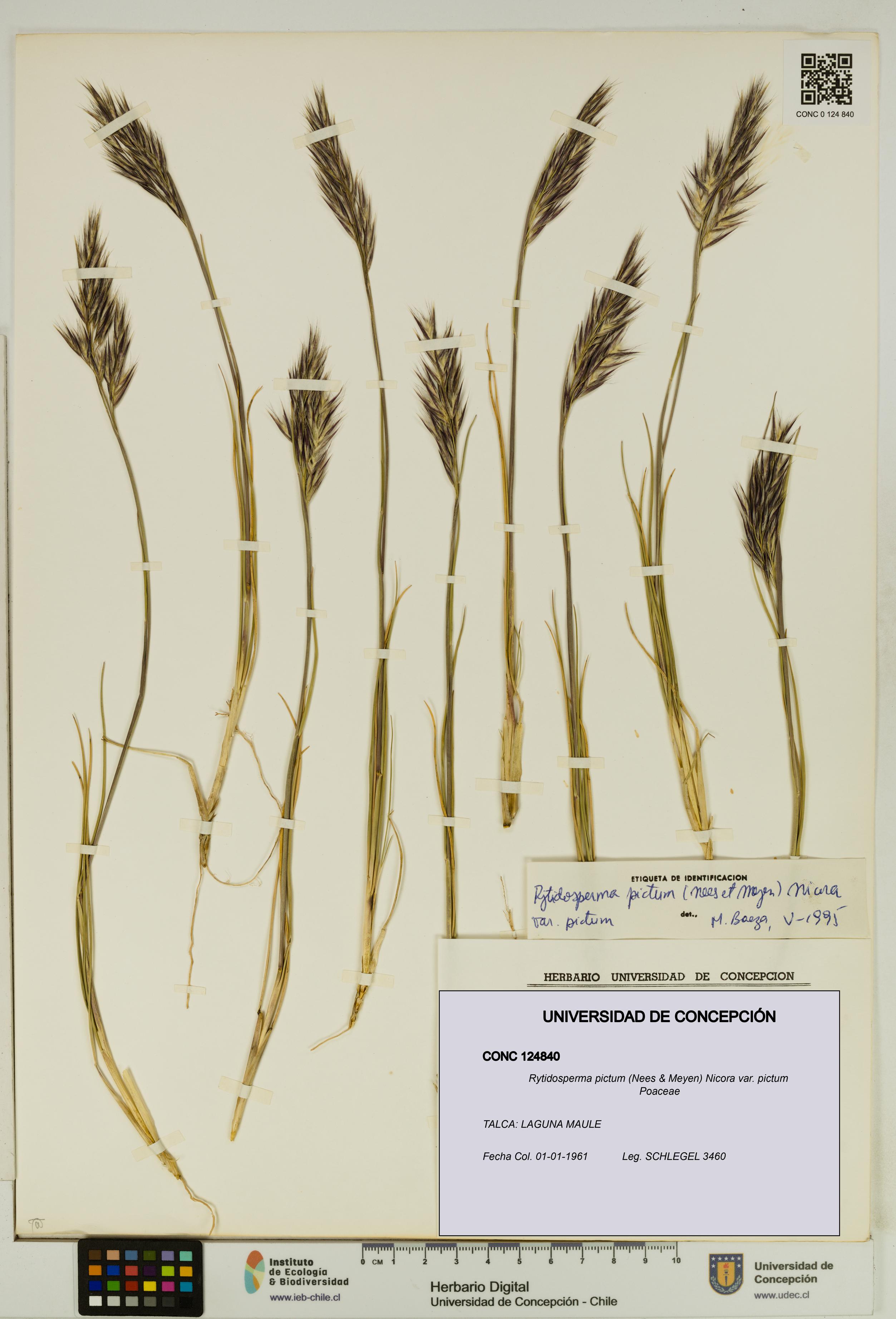 Rytidosperma pictum var. pictum [Espécimen: UDEC:CONC:0124840]