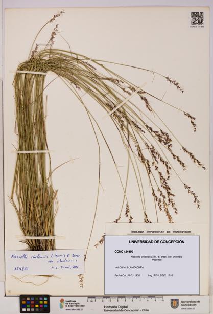 Nassella chilensis [Espécimen: UDEC:CONC:0124850]