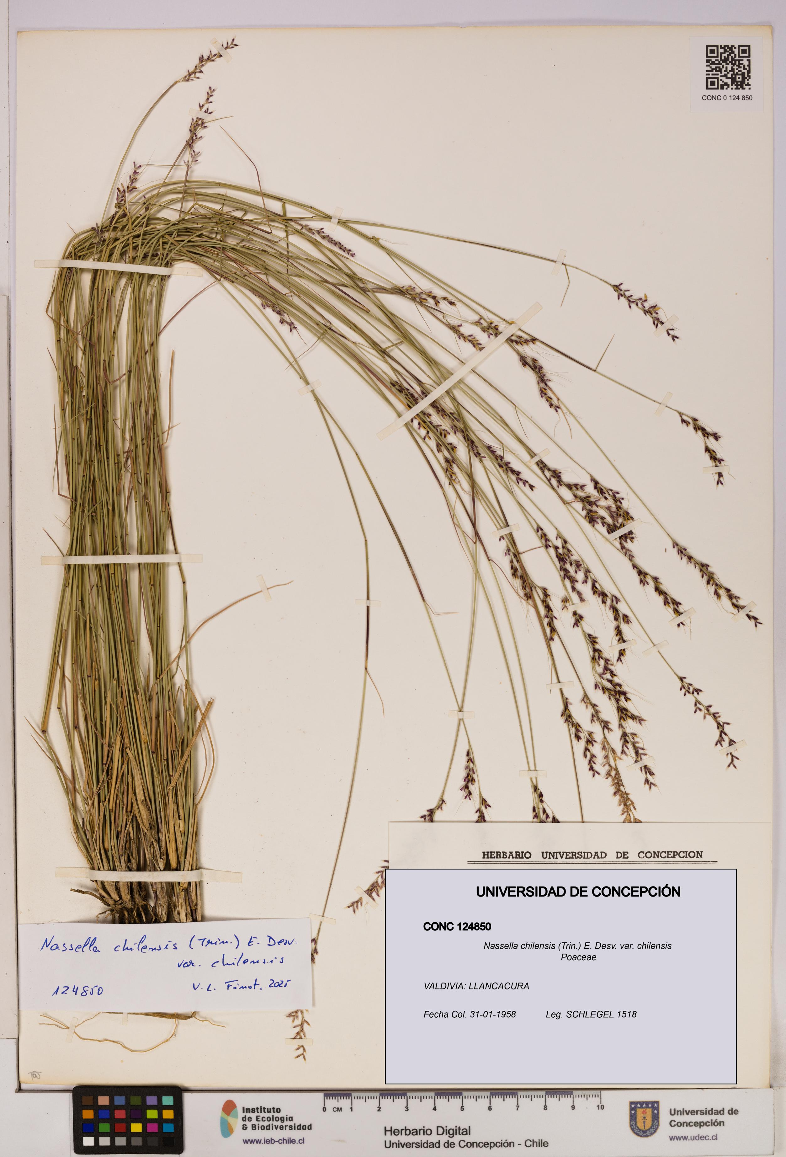 Nassella chilensis [Espécimen: UDEC:CONC:0124850]