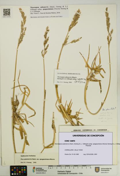 Nicoraepoa subenervis subsp. spegazziniana [Espécimen: UDEC:CONC:0124872]