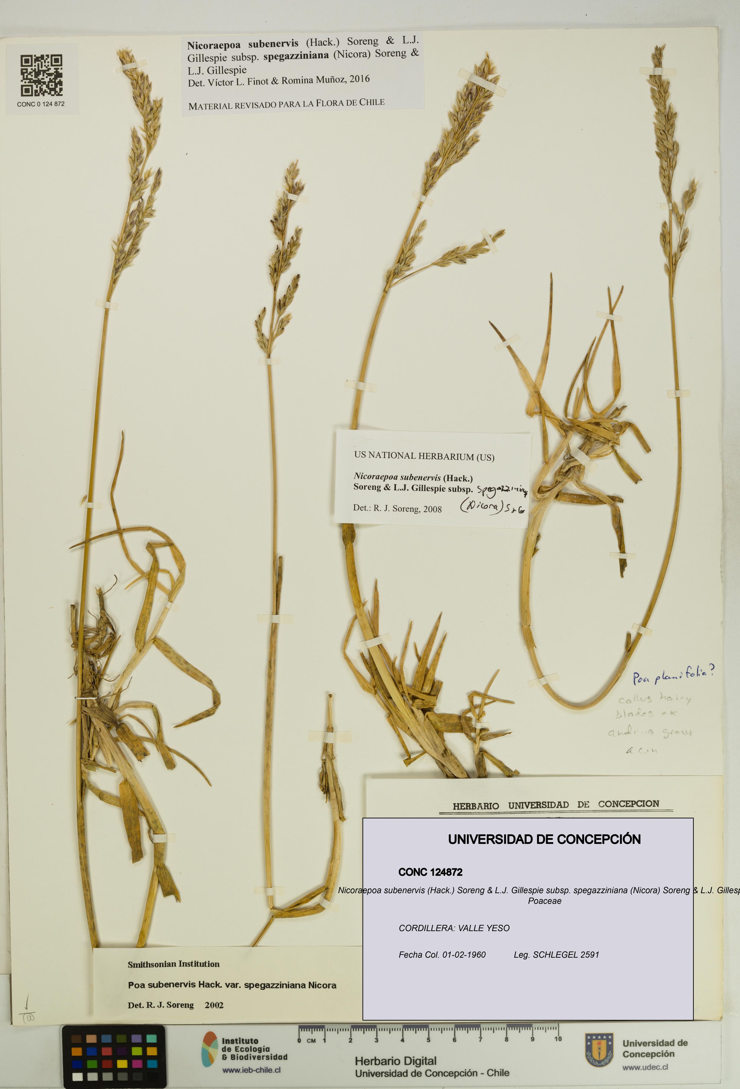 Nicoraepoa subenervis subsp. spegazziniana [Espécimen: UDEC:CONC:0124872]