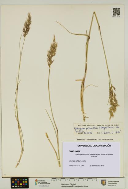 Rytidosperma pictum var. pictum [Espécimen: UDEC:CONC:0124876]