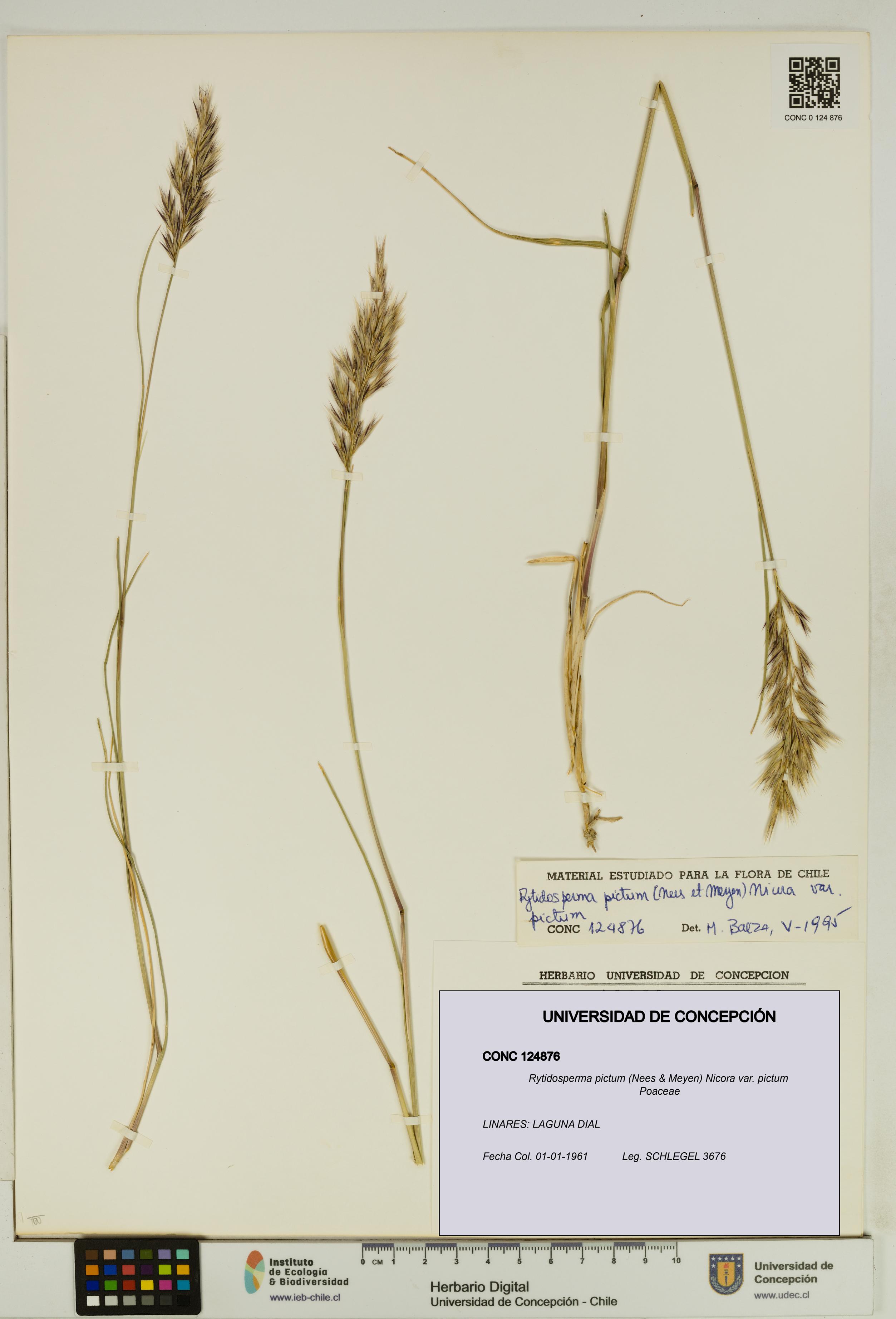 Rytidosperma pictum var. pictum [Espécimen: UDEC:CONC:0124876]