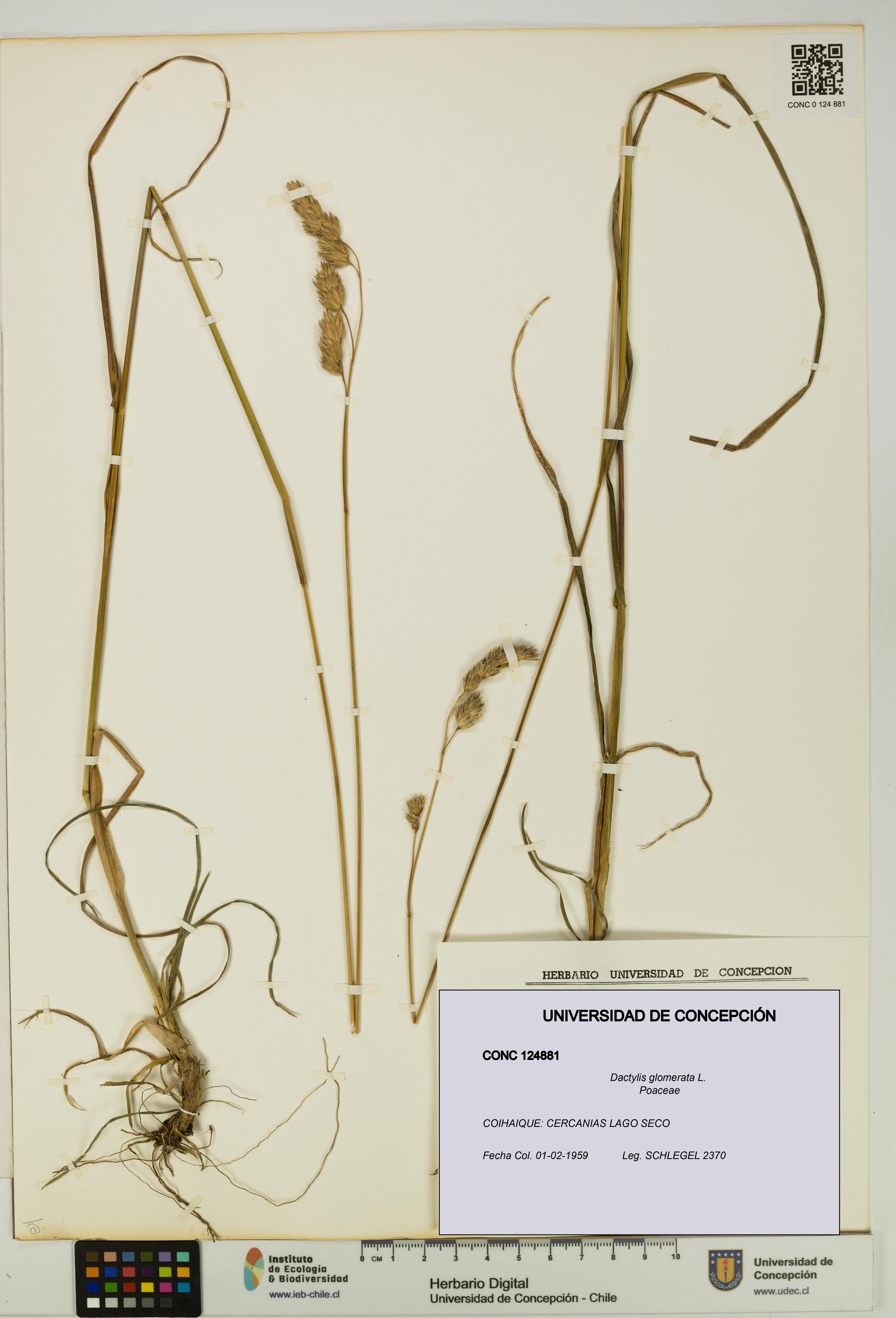 Dactylis glomerata [Espécimen: UDEC:CONC:0124881]