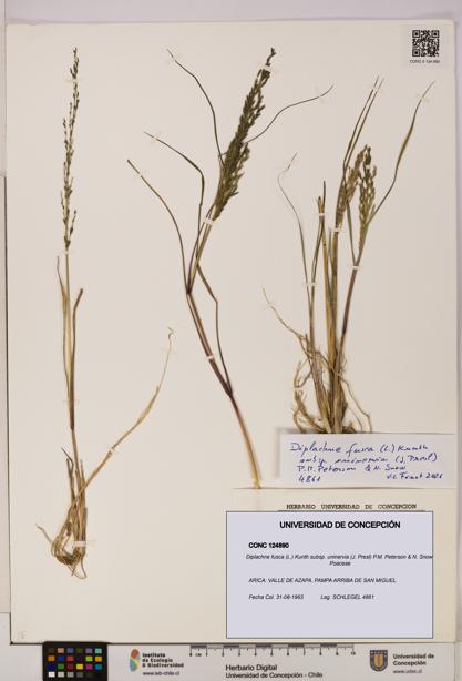 Diplachne fusca subsp. uninervia [Espécimen: UDEC:CONC:0124890]