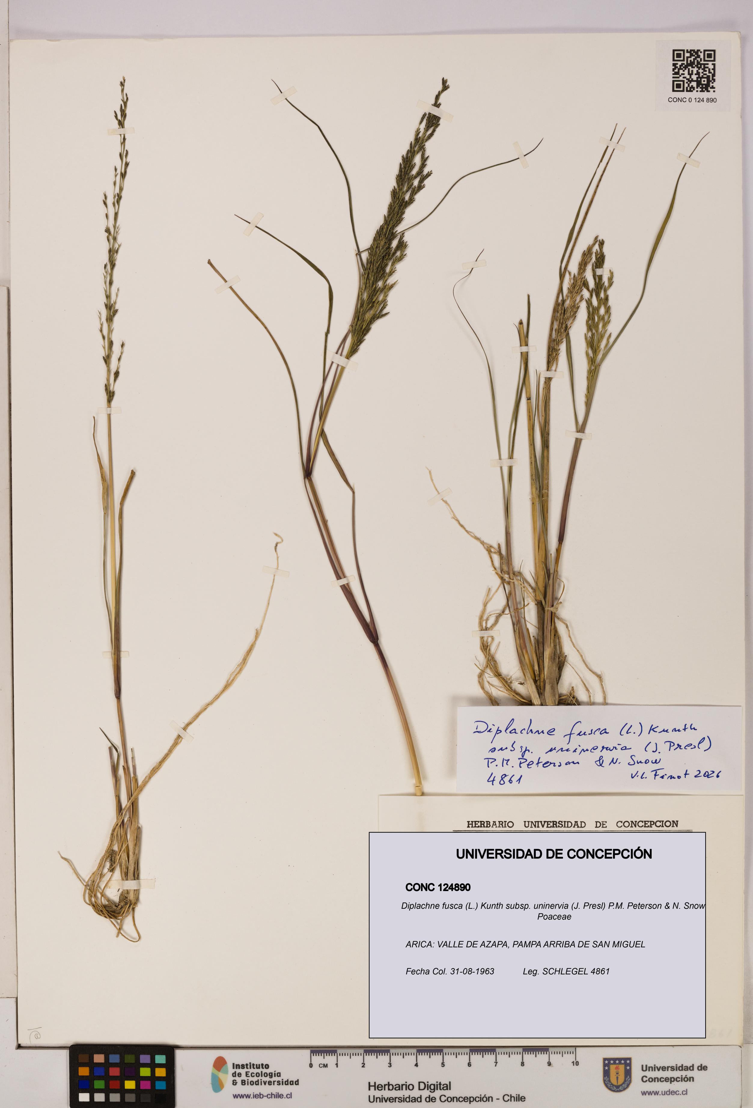 Diplachne fusca subsp. uninervia [Espécimen: UDEC:CONC:0124890]