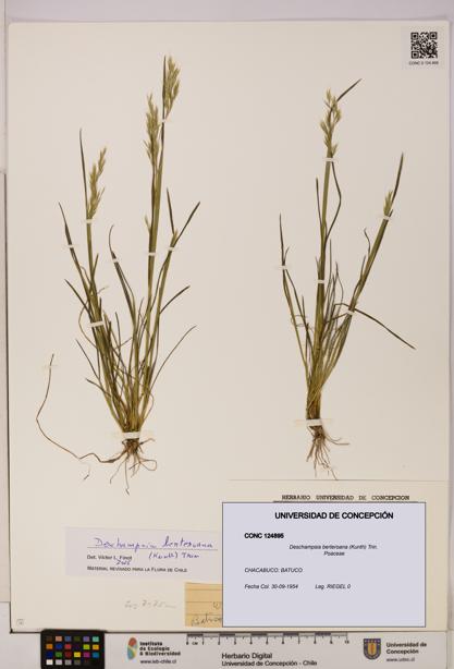 Deschampsia berteroana [Espécimen: UDEC:CONC:0124895]