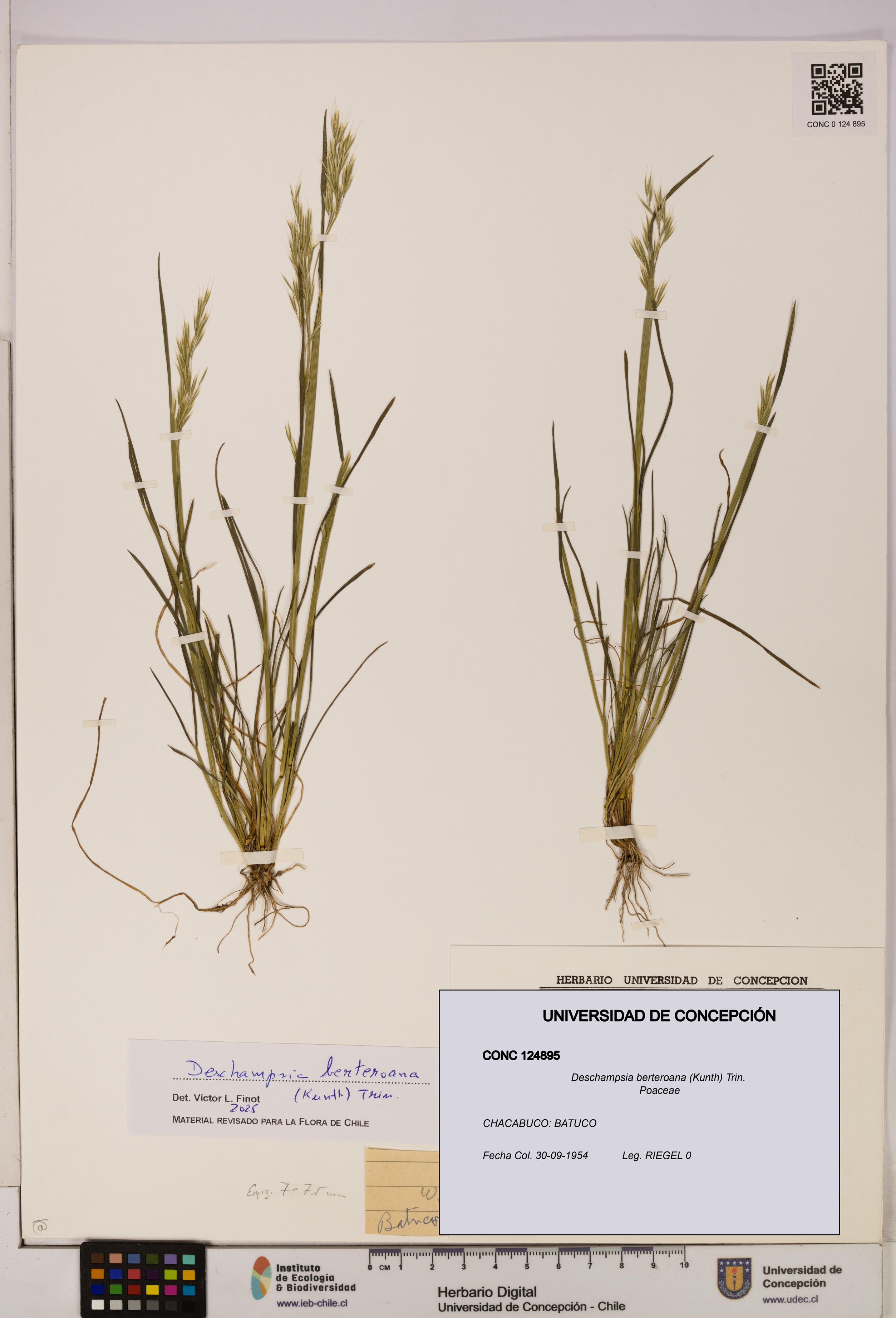 Deschampsia berteroana [Espécimen: UDEC:CONC:0124895]