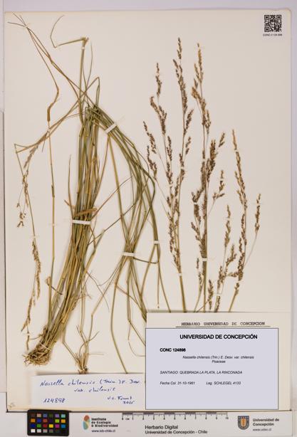 Nassella chilensis [Espécimen: UDEC:CONC:0124898]
