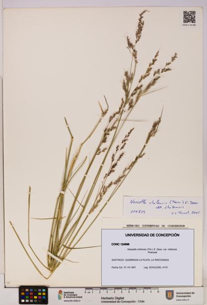 Nassella chilensis [Espécimen: UDEC:CONC:0124899]