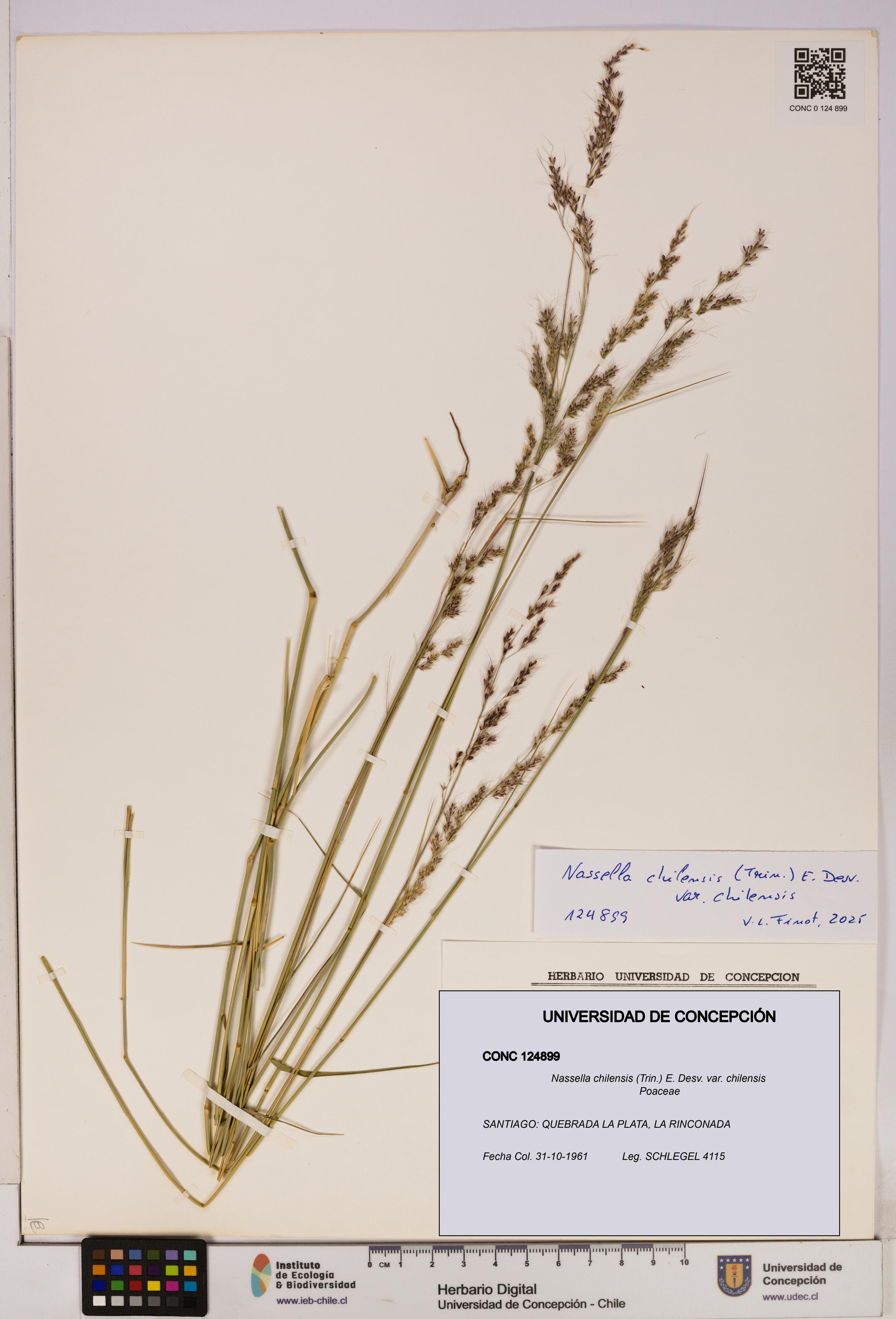 Nassella chilensis [Espécimen: UDEC:CONC:0124899]