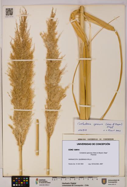 Cortaderia speciosa [Espécimen: UDEC:CONC:0124914]