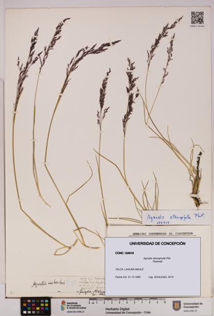 Agrostis stenophylla [Espécimen: UDEC:CONC:0124919]