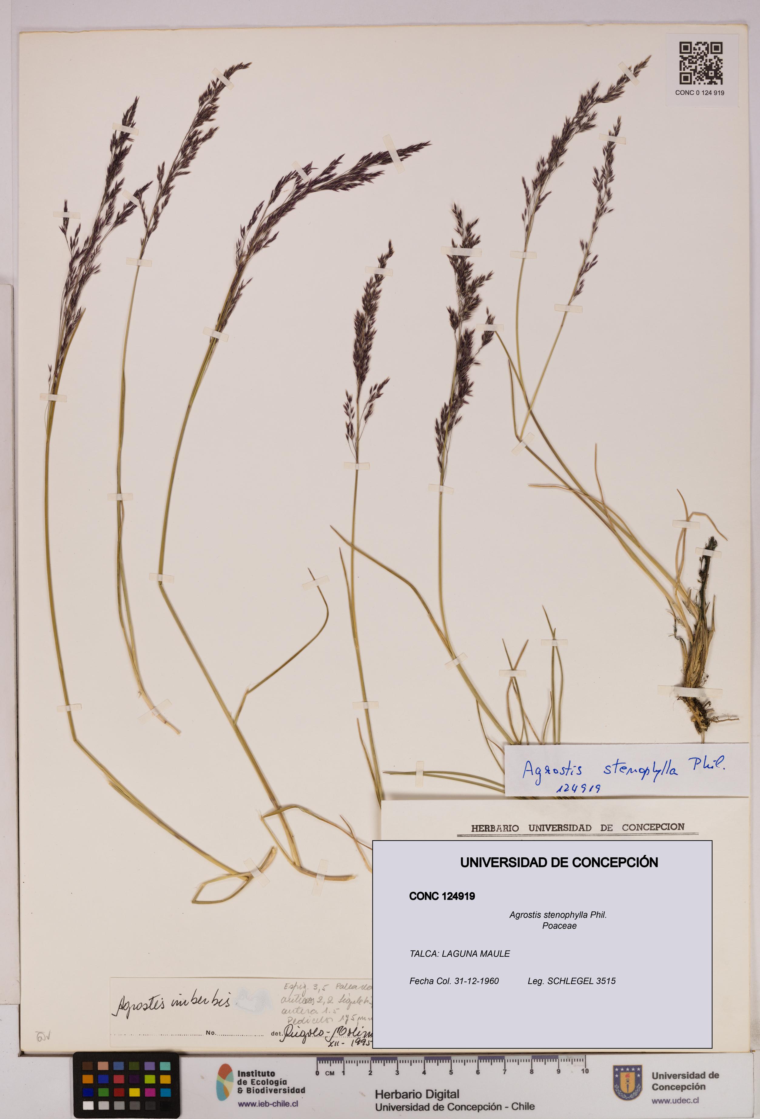 Agrostis stenophylla [Espécimen: UDEC:CONC:0124919]