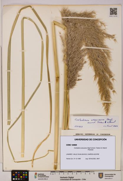 Cortaderia araucana [Espécimen: UDEC:CONC:0124923]